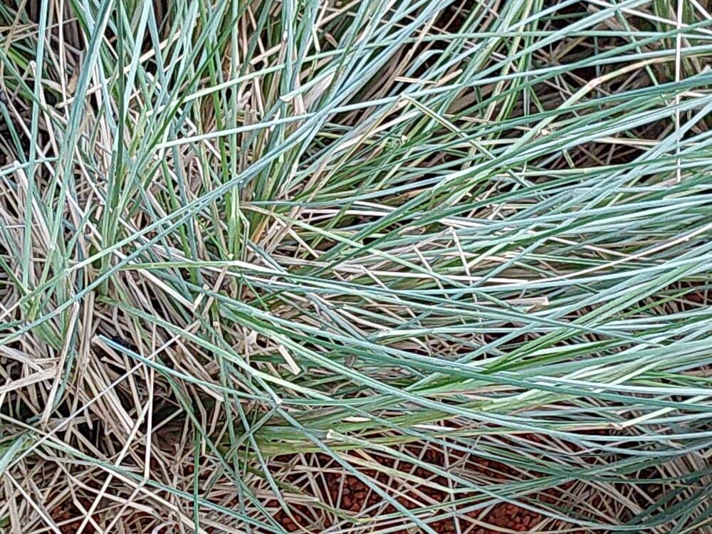 Poa triodioides — search result for 'Poa'