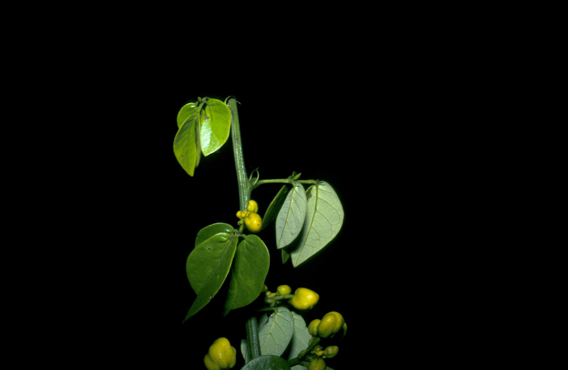 Senna chrysocarpa fruit