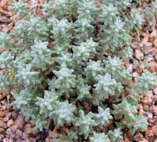 Sedum farinosum habit