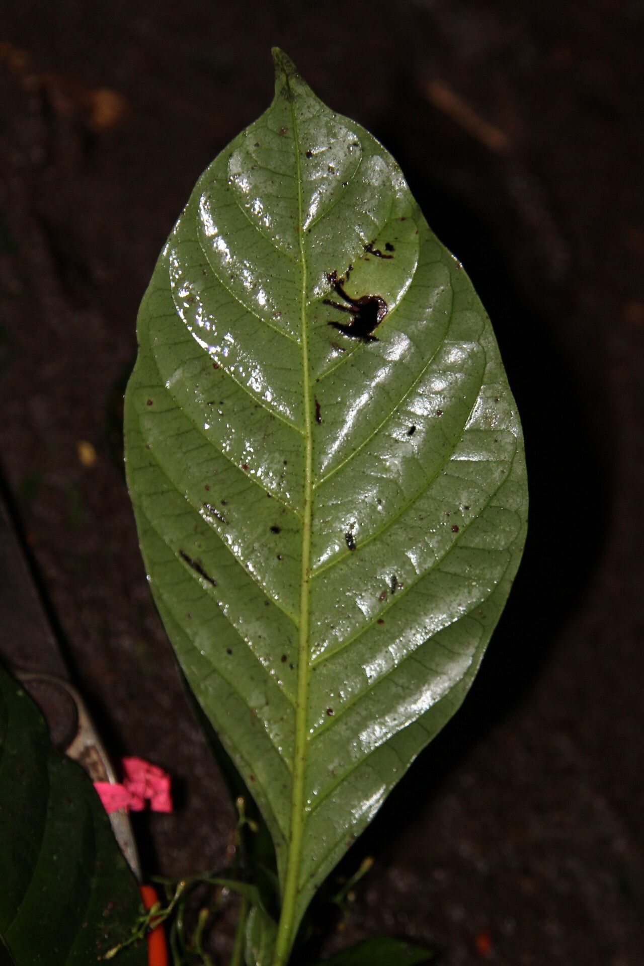 Psychotria alatipes — related species from the same genus