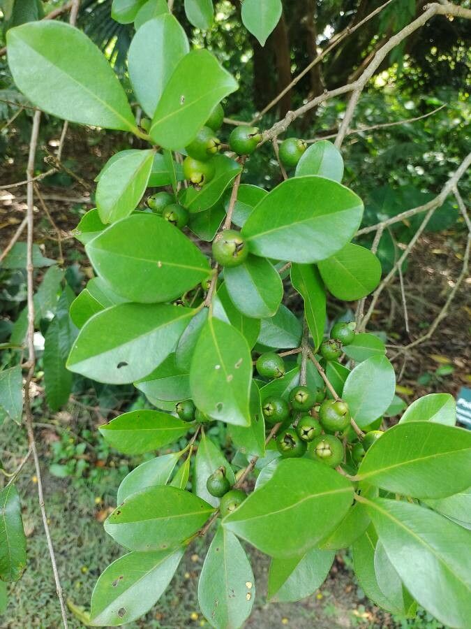 Psidium cattleyanum leaf