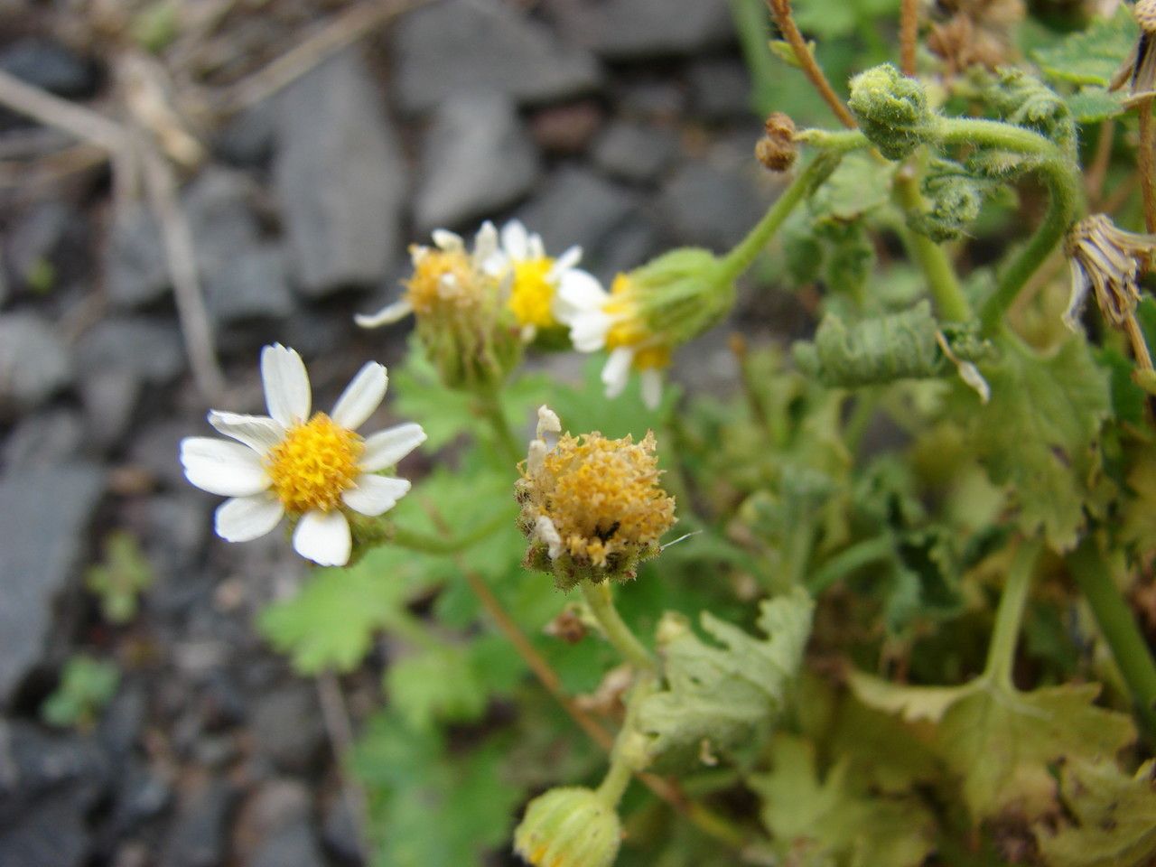 Perityle emoryi flower