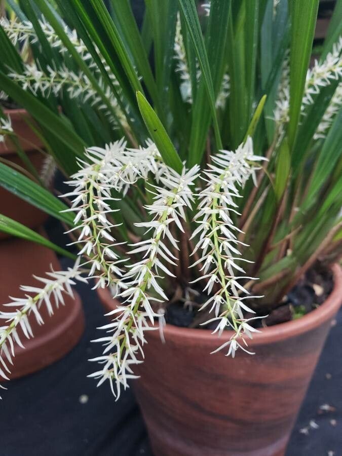 Dendrochilum uncatum flower