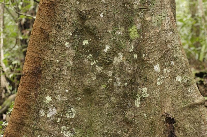 Virola surinamensis bark