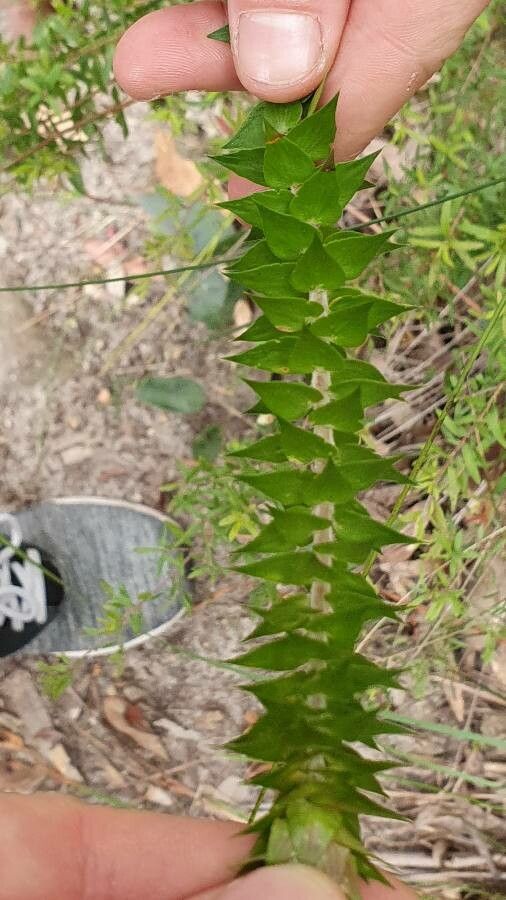 Epacris longiflora — search result for 'Fuchsia'