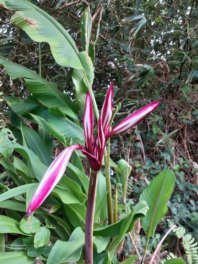 Crinum zeylanicum flower