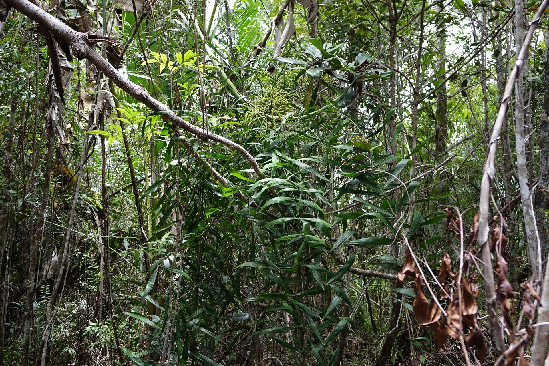 Dypsis scandens habit