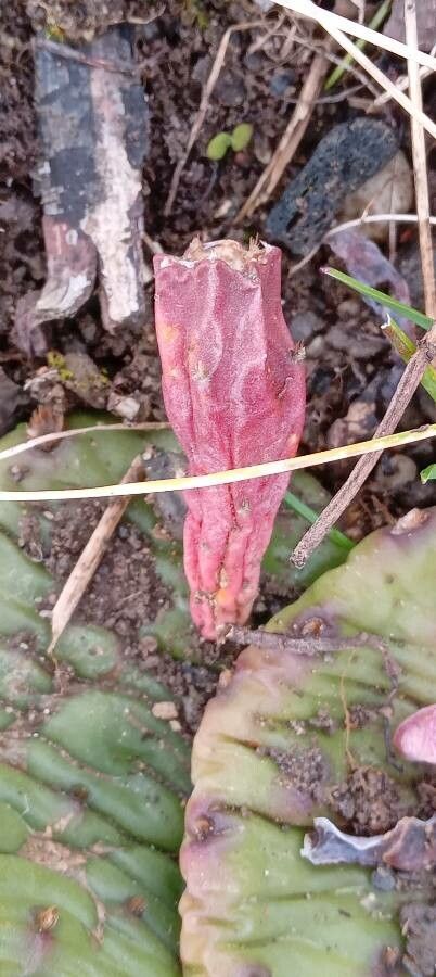 Opuntia humifusa fruit