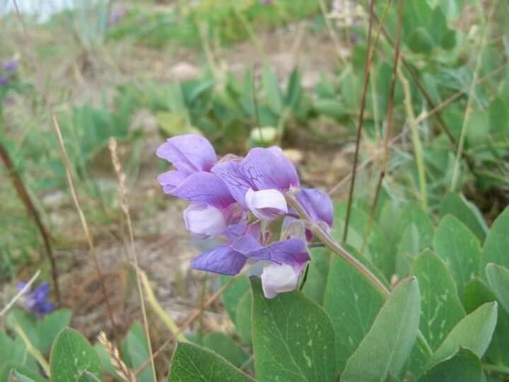 Lathyrus japonicus flower