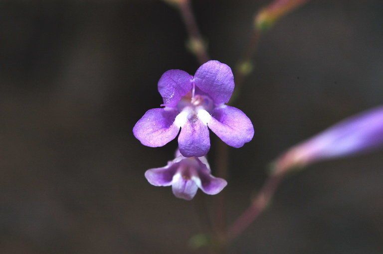 Penstemon scapoides flower