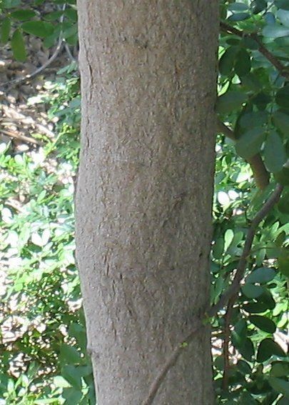 Acacia rigidula bark
