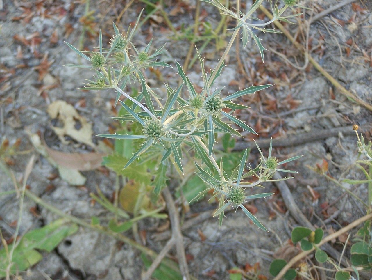 Eryngium tricuspidatum habit