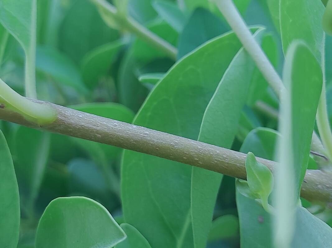 Volkameria inermis bark