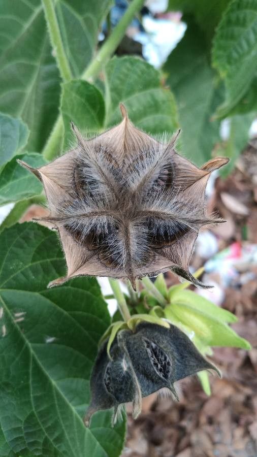 Abroma augusta fruit