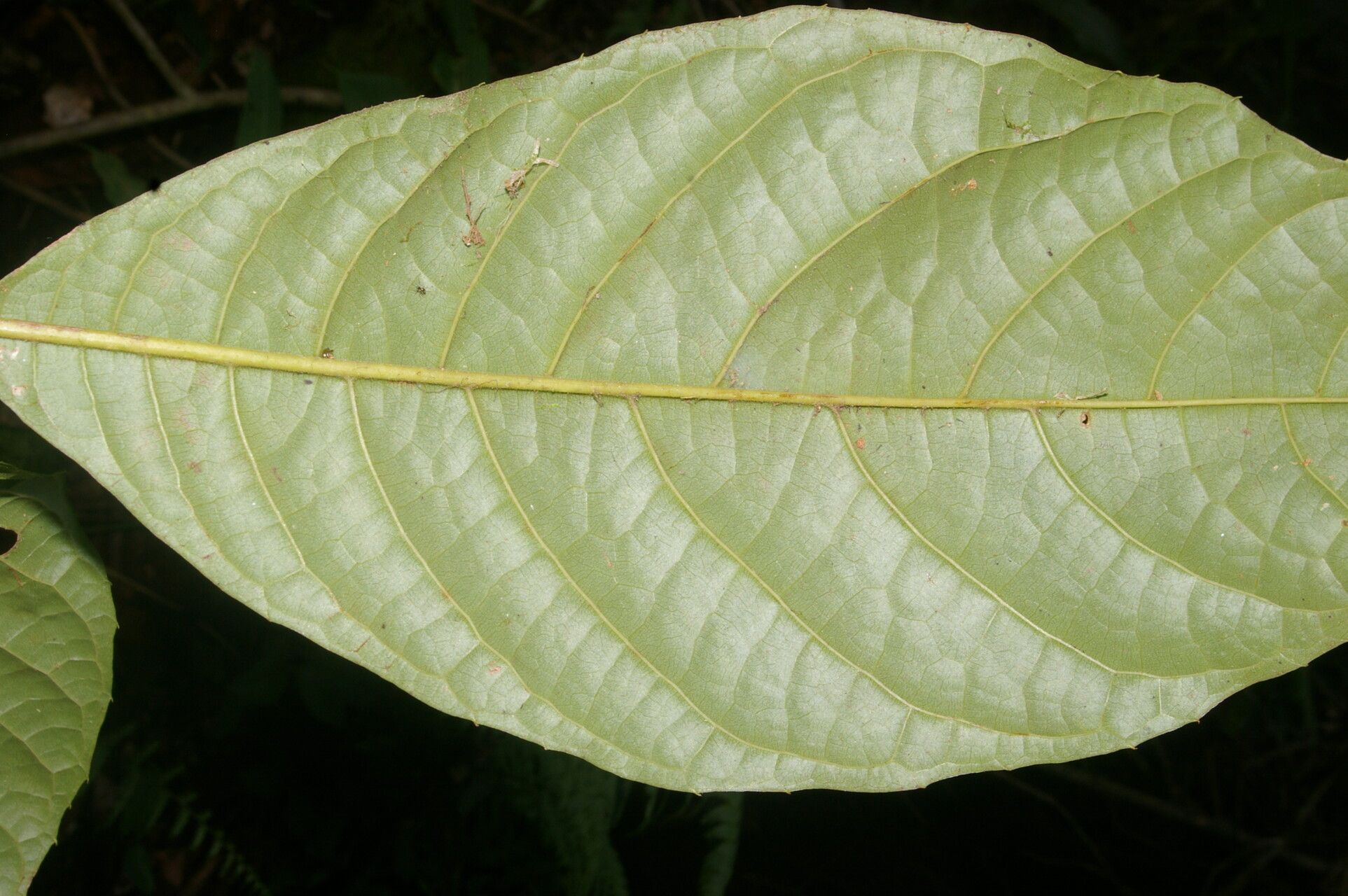 Meliosma depressiva — houseplant care guide