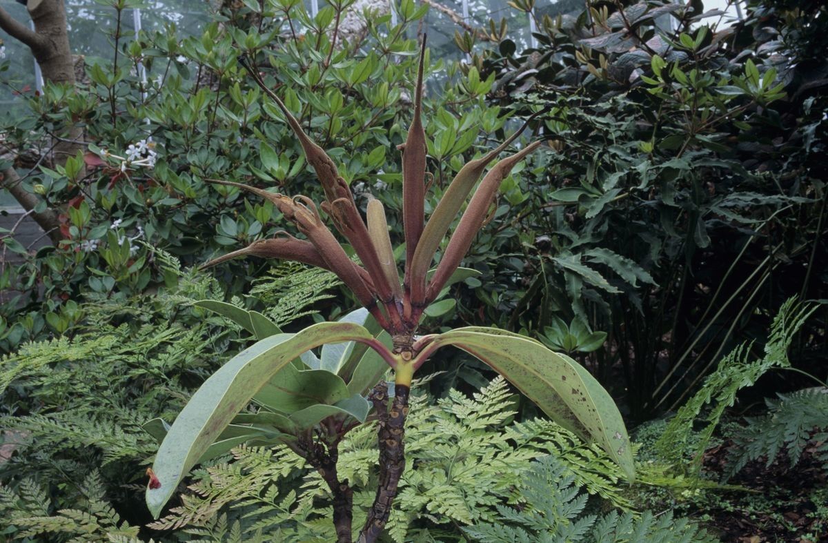 Rhododendron leucogigas habit