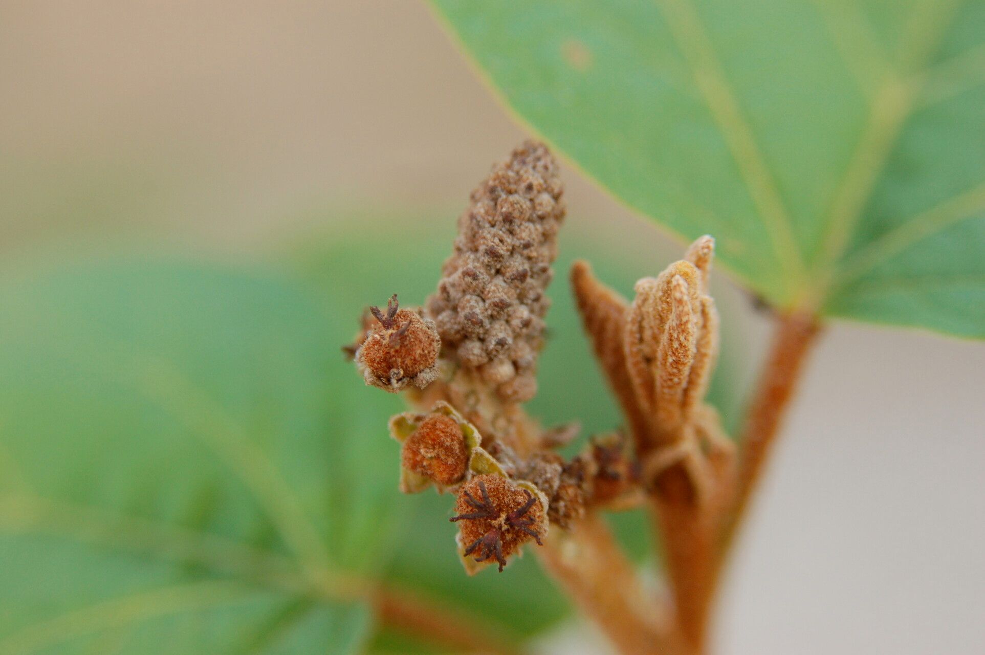 Croton bathianus fruit