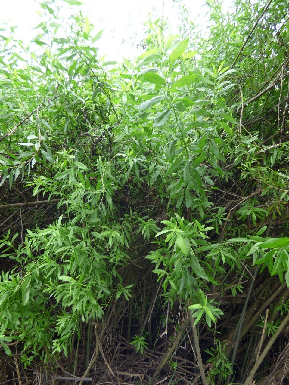 Pluchea rufescens habit