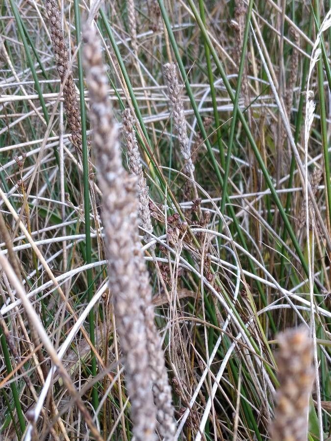 Plantago albicans fruit