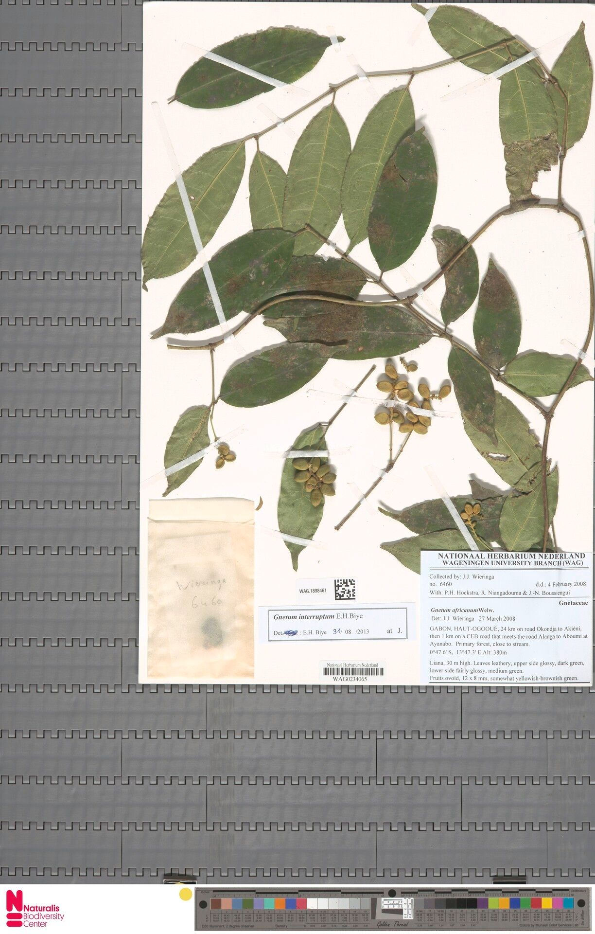 Gnetum interruptum — related species from the same genus