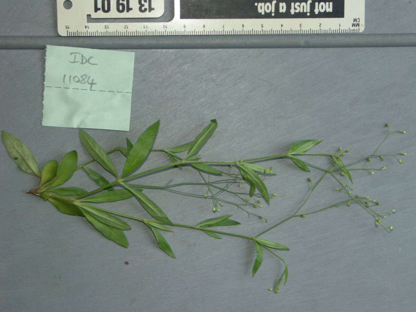 Trigastrotheca pentaphylla — houseplant care guide