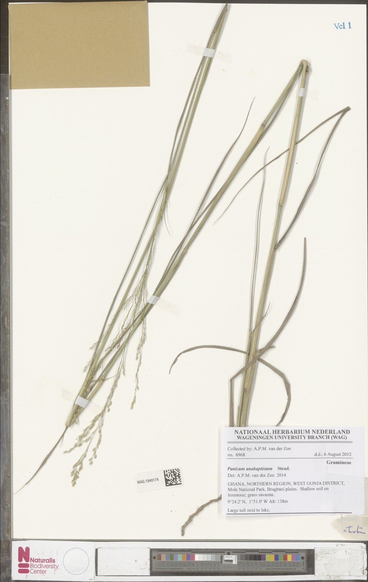 Panicum anabaptistum — houseplant care guide