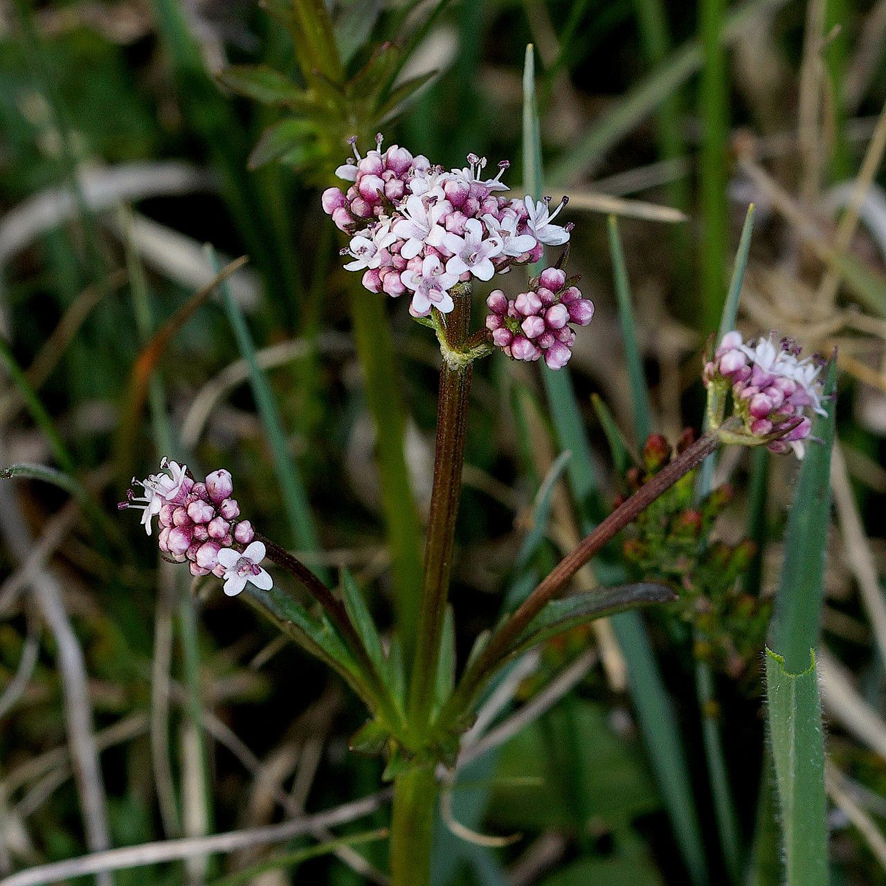 Valeriana dioica flower