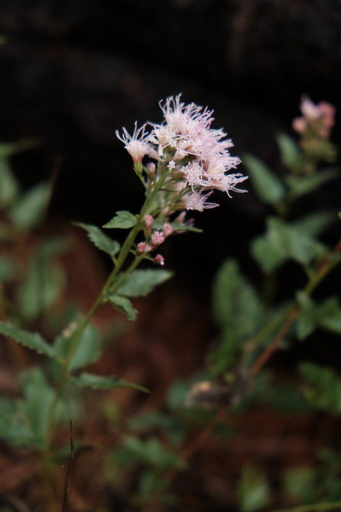 Ageratina occidentalis — search result for 'Eupatorium'