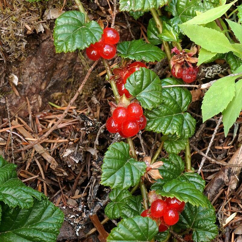 Rubus nivalis fruit