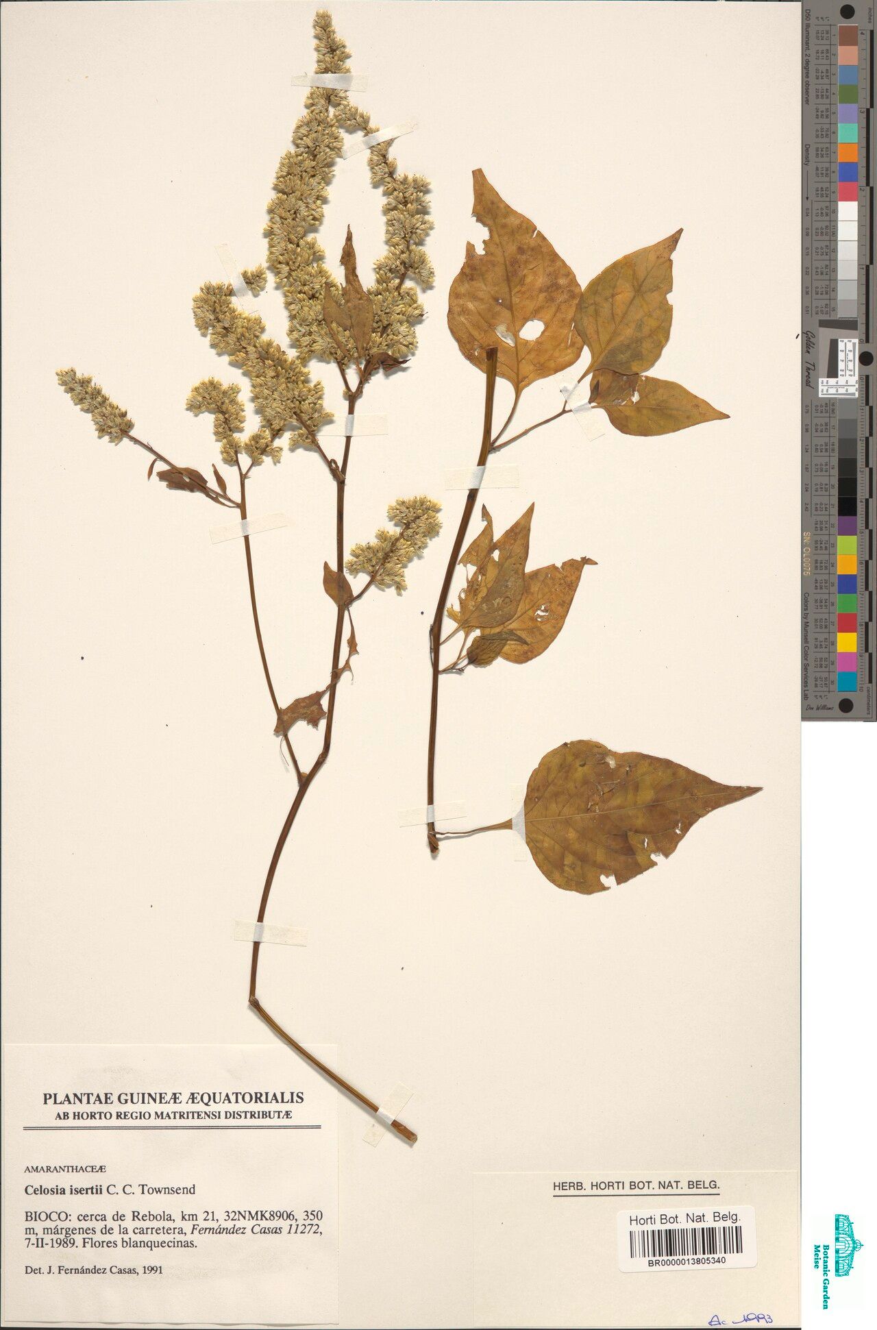 Celosia isertii — houseplant care guide