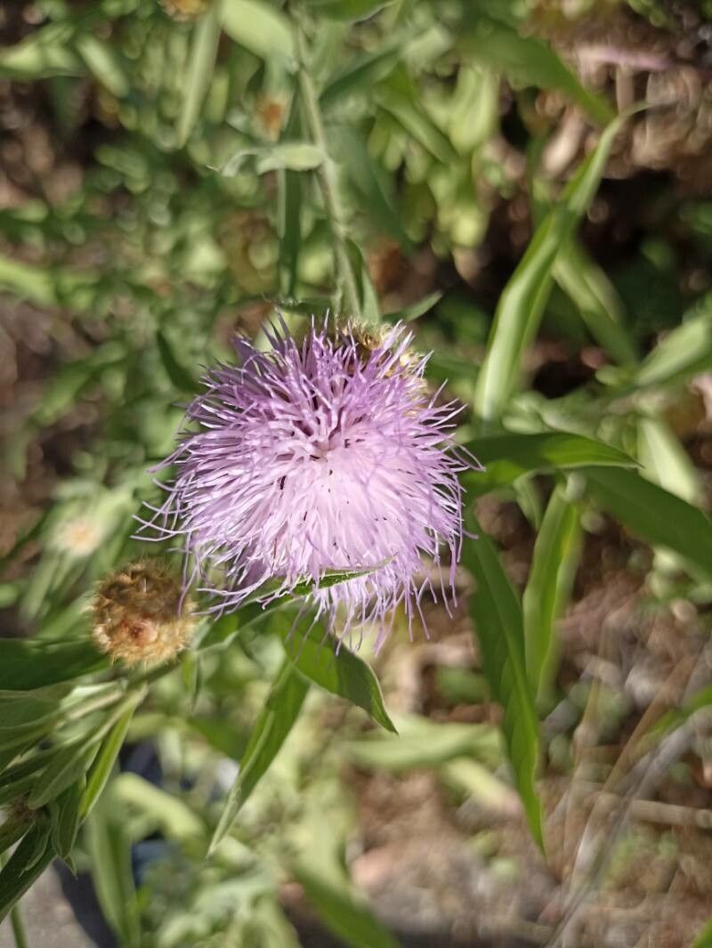 Cheirolophus sempervirens flower