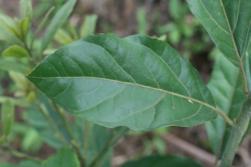 Litsea glutinosa leaf