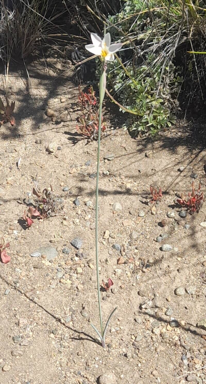 Olsynium junceum habit