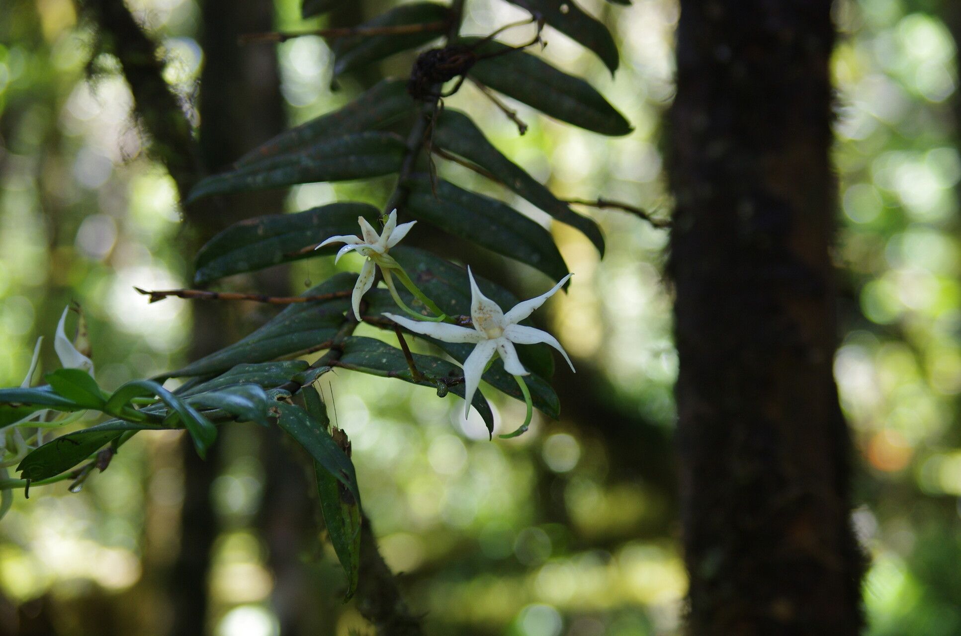 Angraecum dendrobiopsis — houseplant care guide