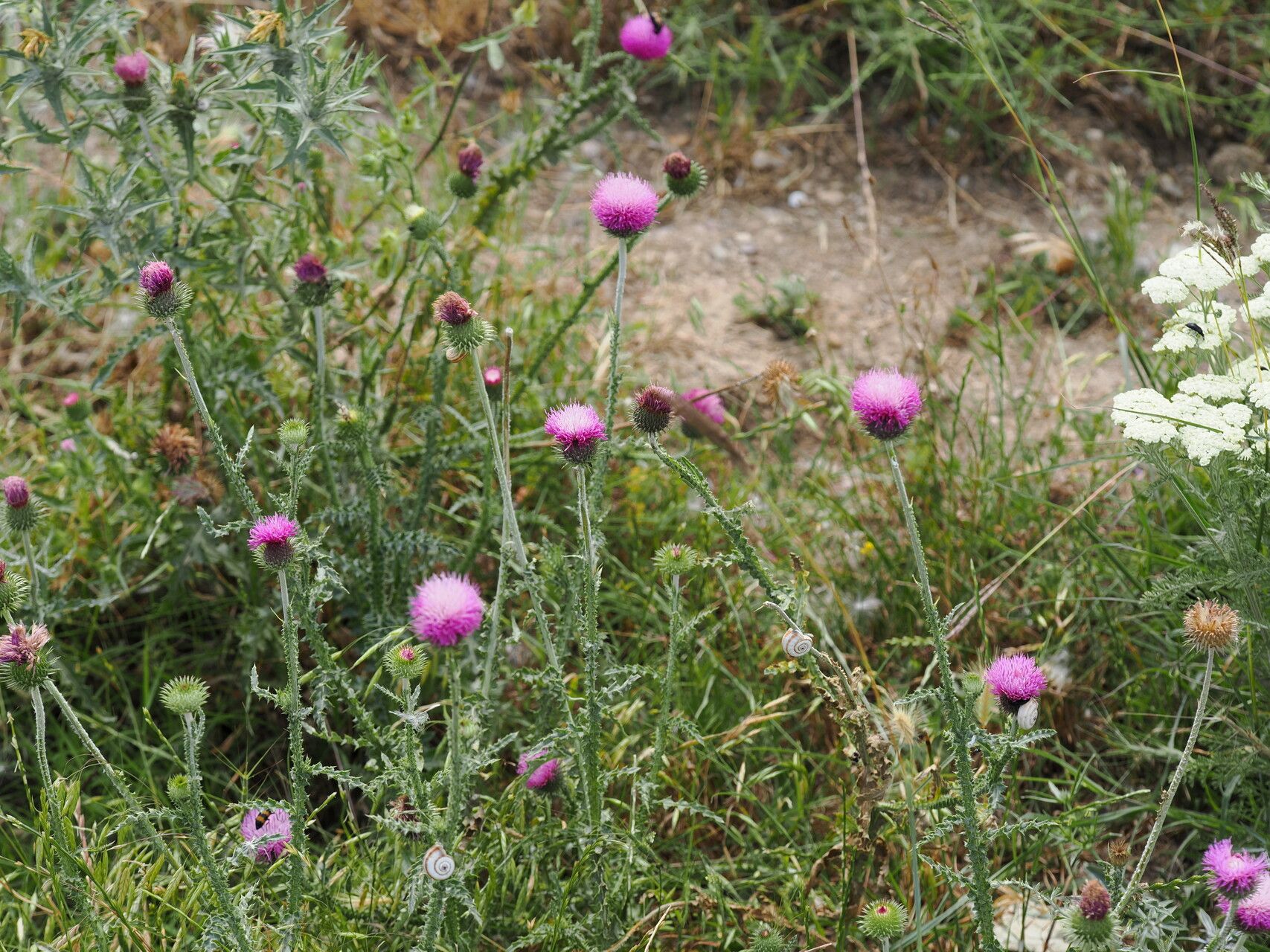 Carduus hamulosus flower