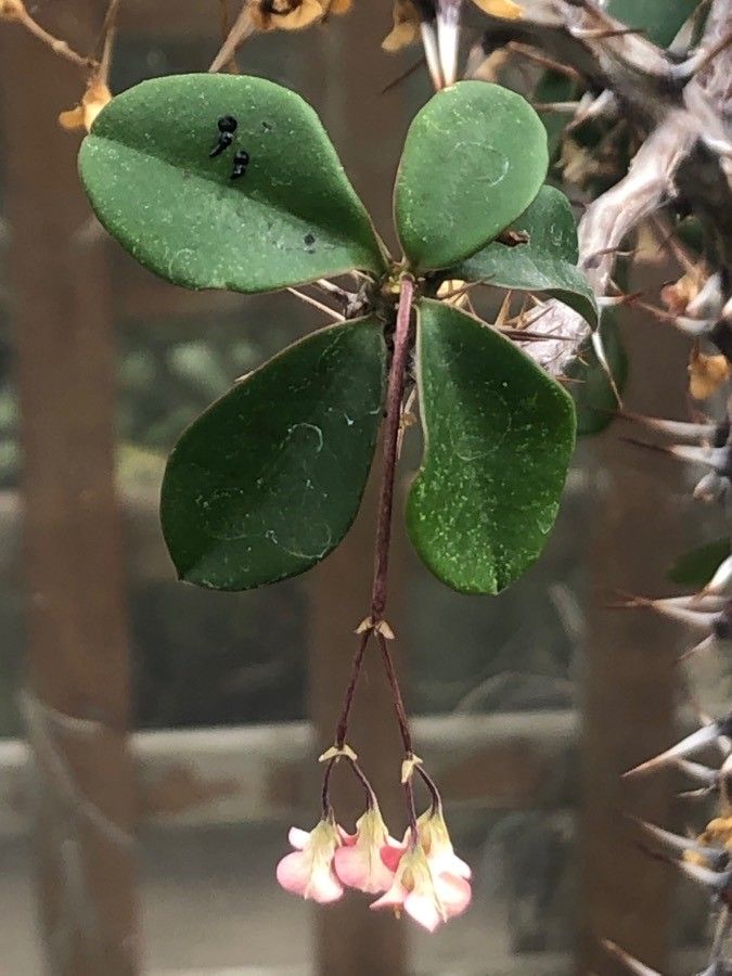 Euphorbia delphinensis — houseplant care guide