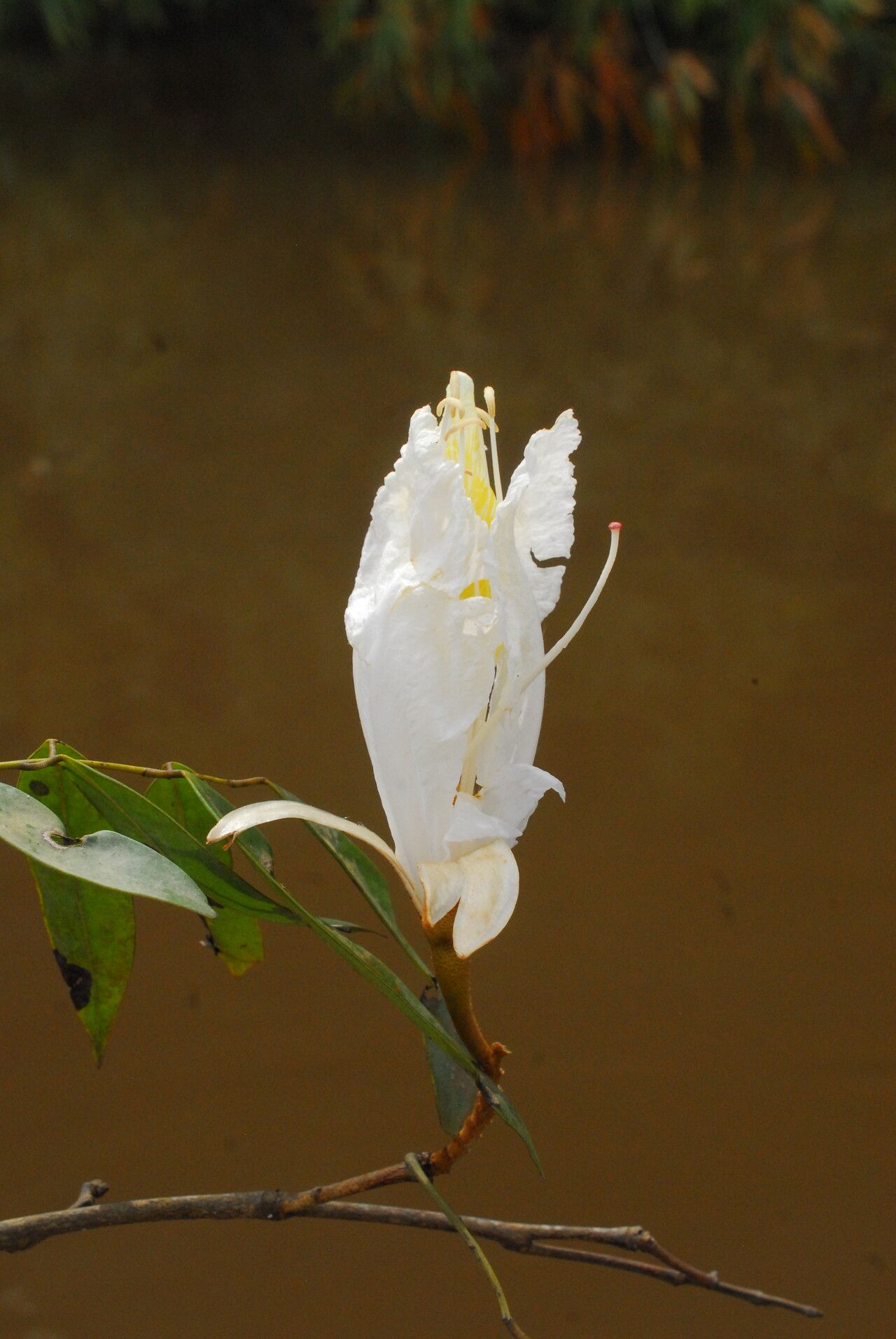 Baikiaea robynsii flower