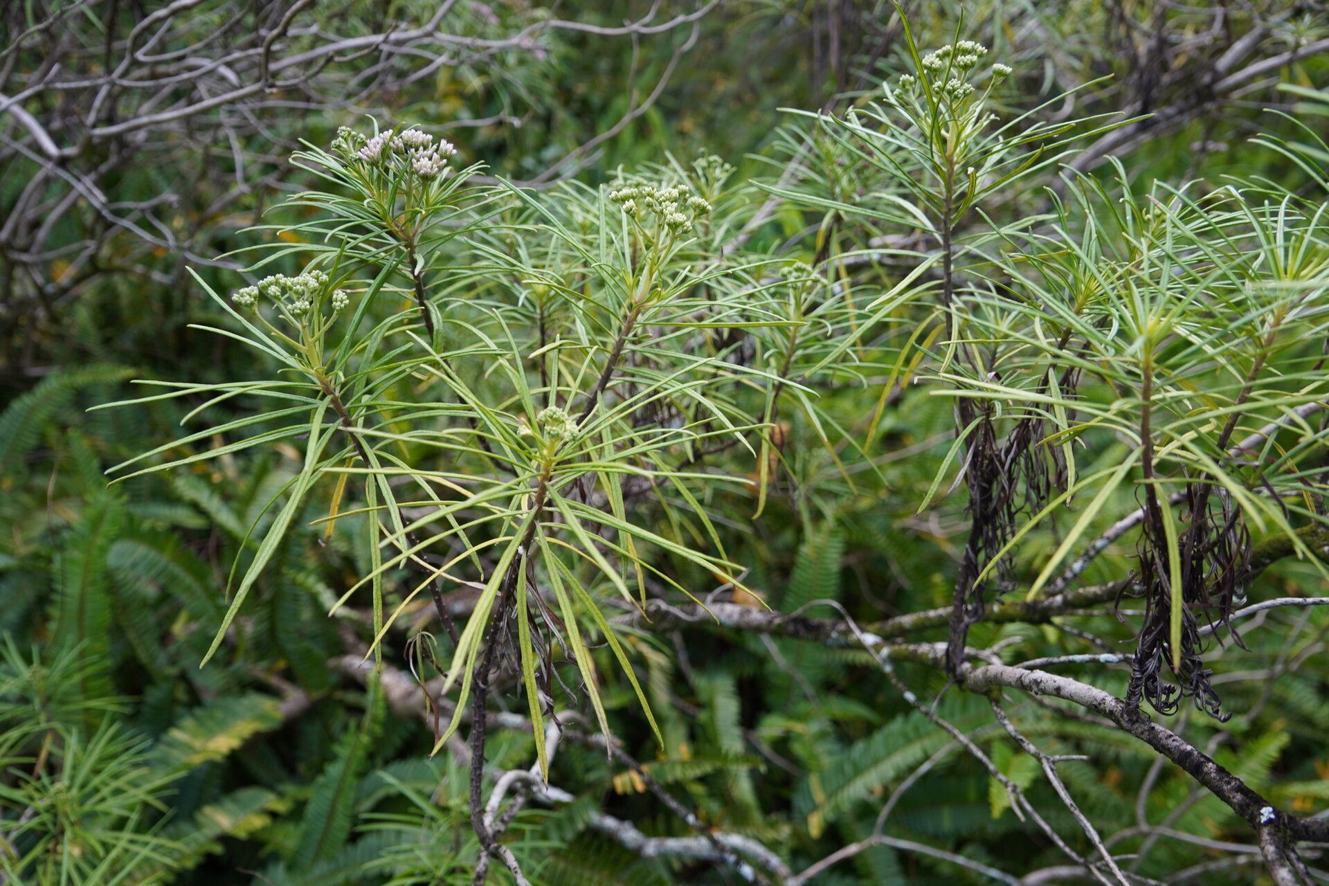 Monarrhenus pinifolius habit