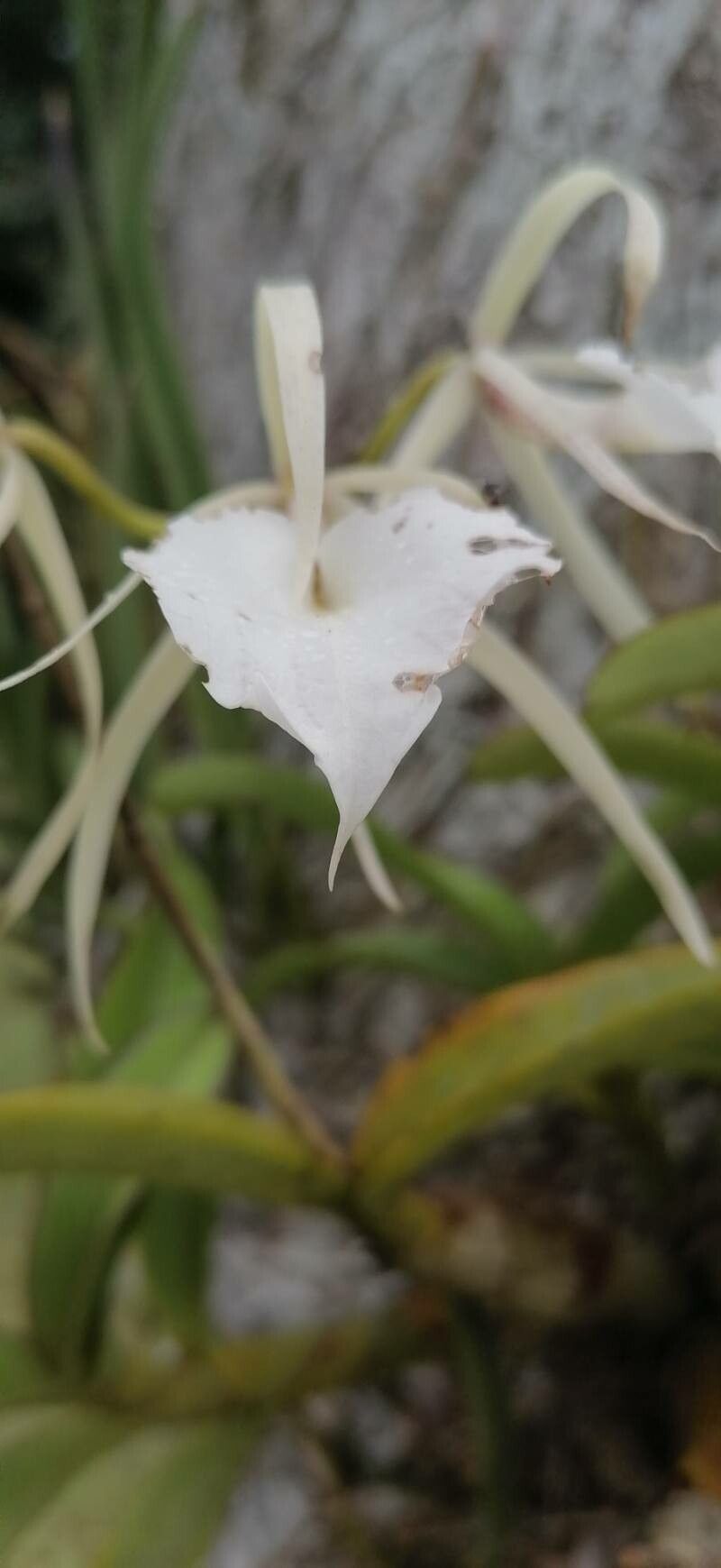 Brassavola nodosa flower