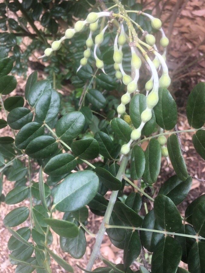 Sophora tomentosa fruit
