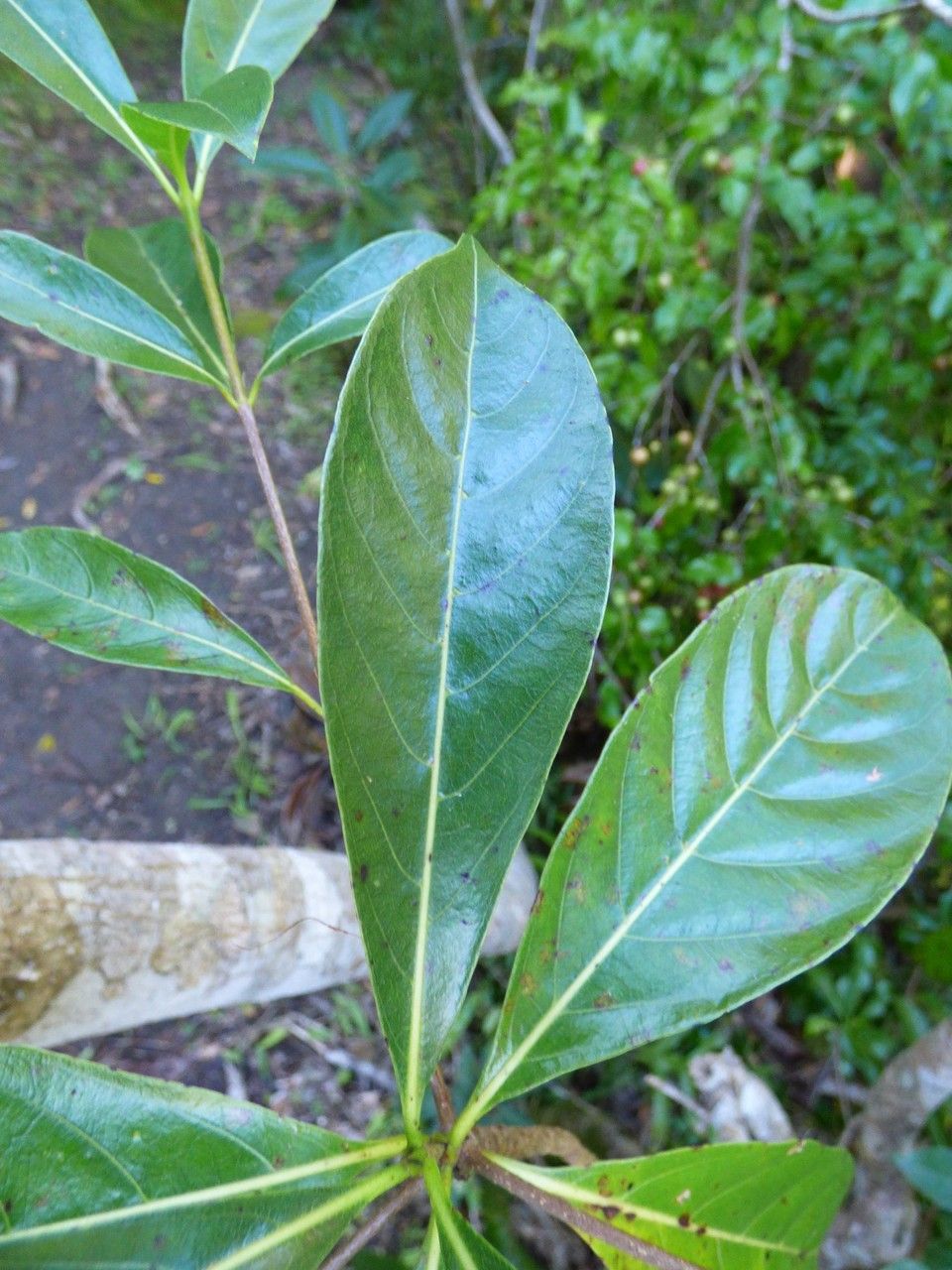 Antirhea borbonica — houseplant care guide