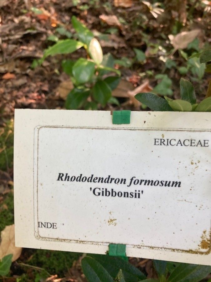 Rhododendron formosanum other