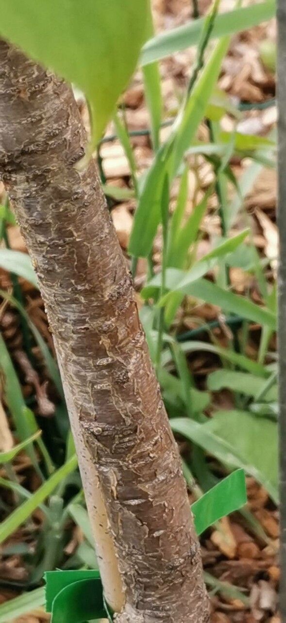 Rhamnus caroliniana bark