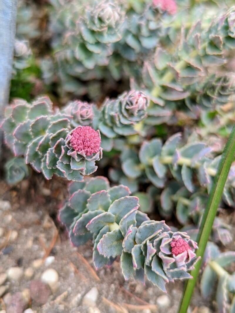 Rhodiola heterodonta flower