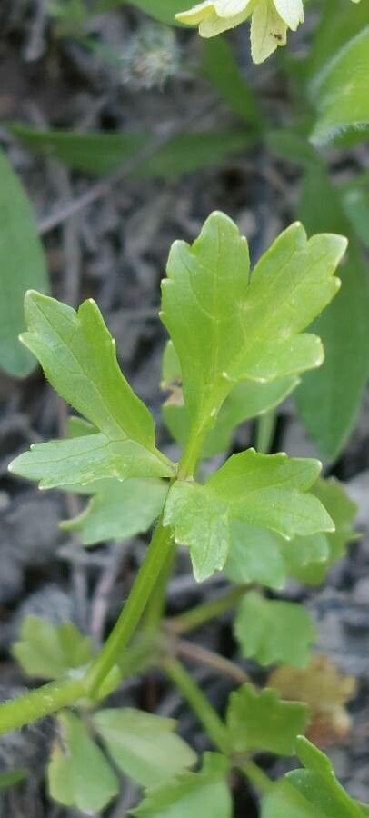 Ranunculus trilobus — search result for 'Ranunculus'