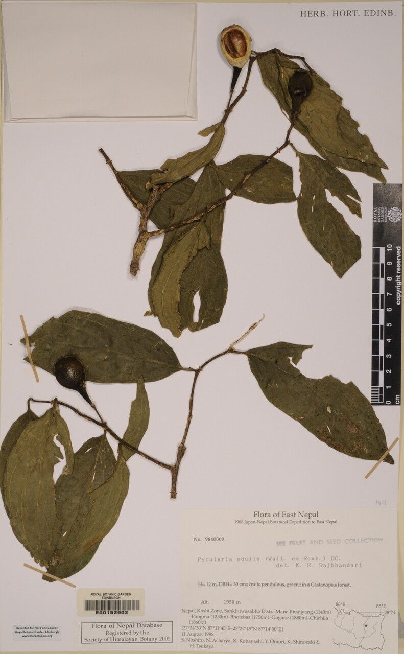 Pyrularia edulis other