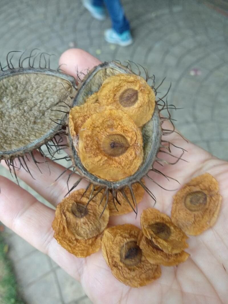 Allamanda blanchetii fruit