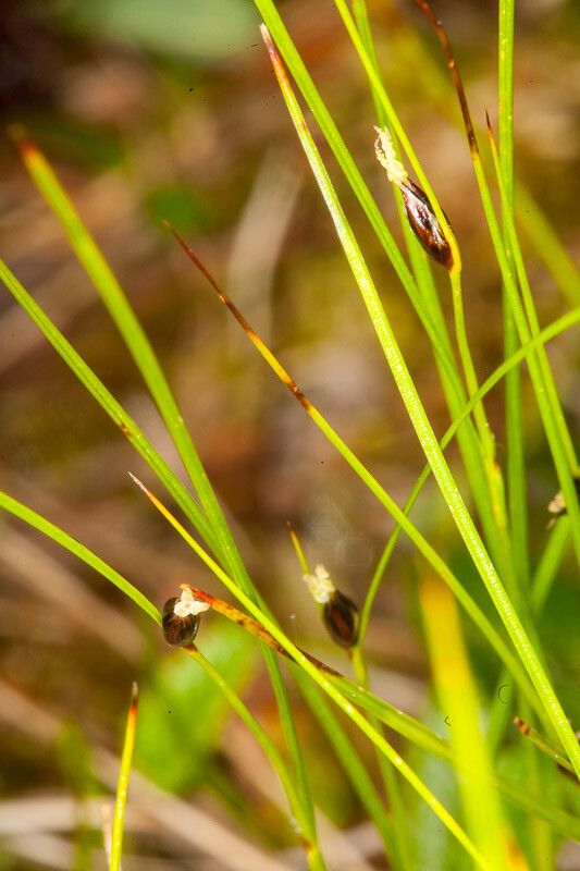 Juncus monanthos flower