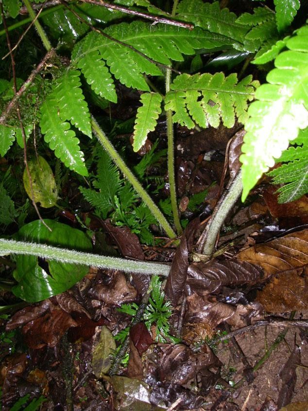 Lonchitis hirsuta habit