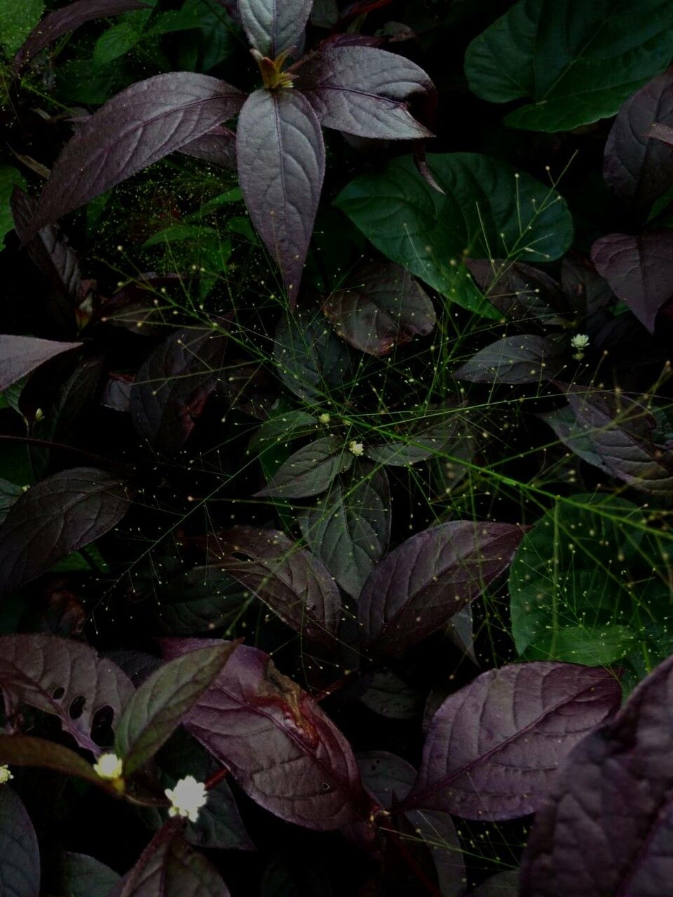 Panicum trichanthum flower